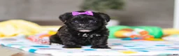 Yorkiepoo dogs for sale: Allie - Ad 1