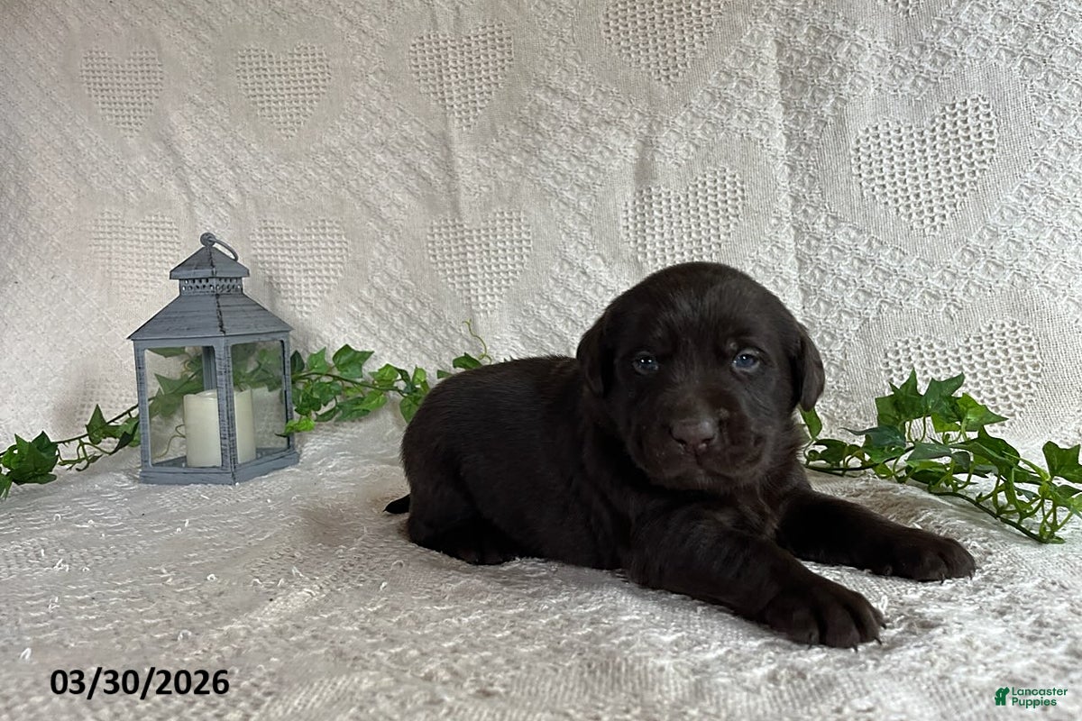 Labrador Retriever dogs Rachelle - Ad 2