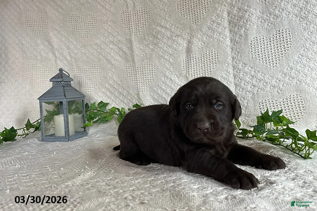 Labrador Retriever dogs for sale: Rachelle - Ad 2