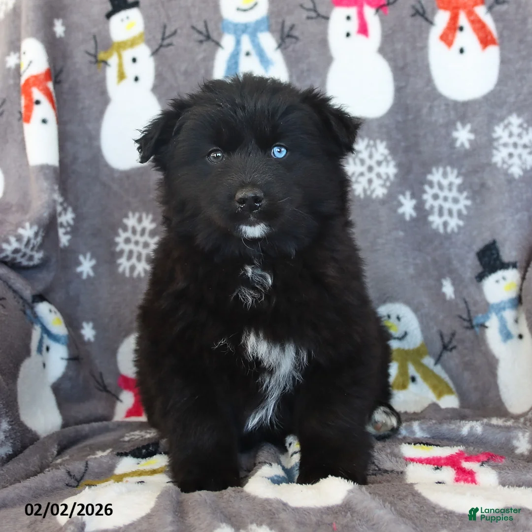 Pomsky dogs for sale: Bear  - Ad 1