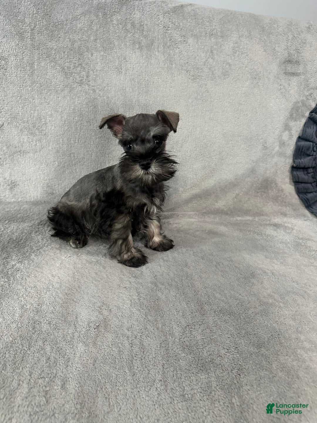 Miniature Schnauzer dogs for sale: Spike - Ad 6