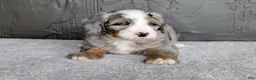 Mini Bernedoodle dogs for sale: Ryder  - Ad 5