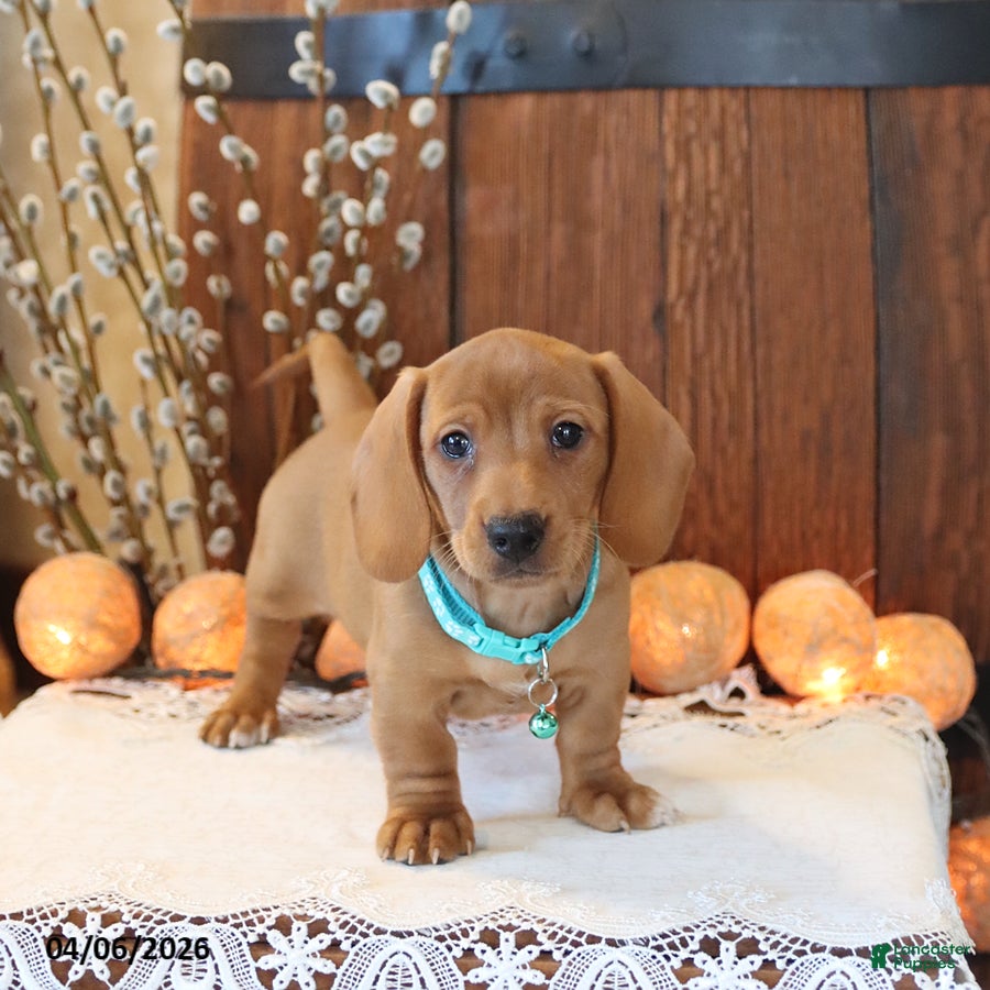 Miniature Dachshund dogs Scout - Ad 2