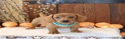 Miniature Dachshund dogs for sale: Scout - Ad 2