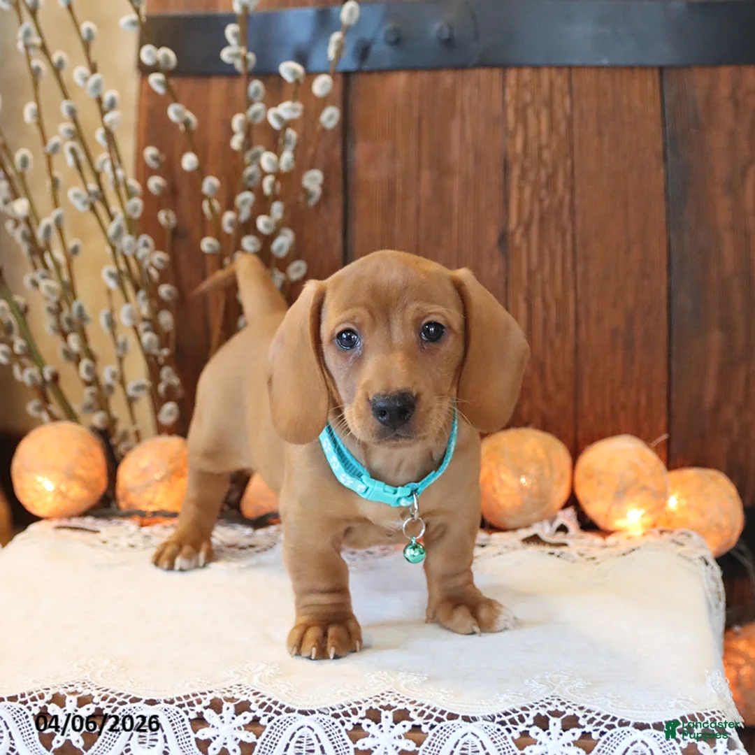 Miniature Dachshund dogs for sale: Scout - Ad 2