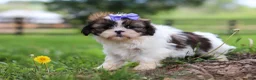 Shih Tzu dogs for sale: Sunny - Ad 4