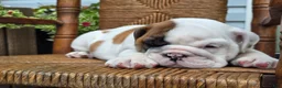 English Bulldog dogs for sale: Bowie - Ad 5