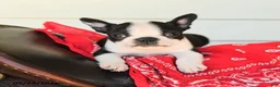 Boston Terrier dogs for sale: Shane - Ad 3