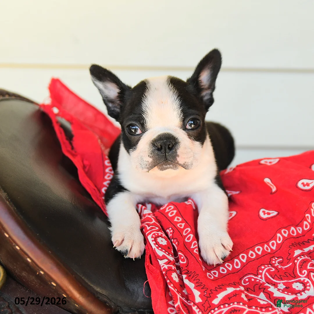 Boston Terrier dogs for sale: Shane - Ad 3