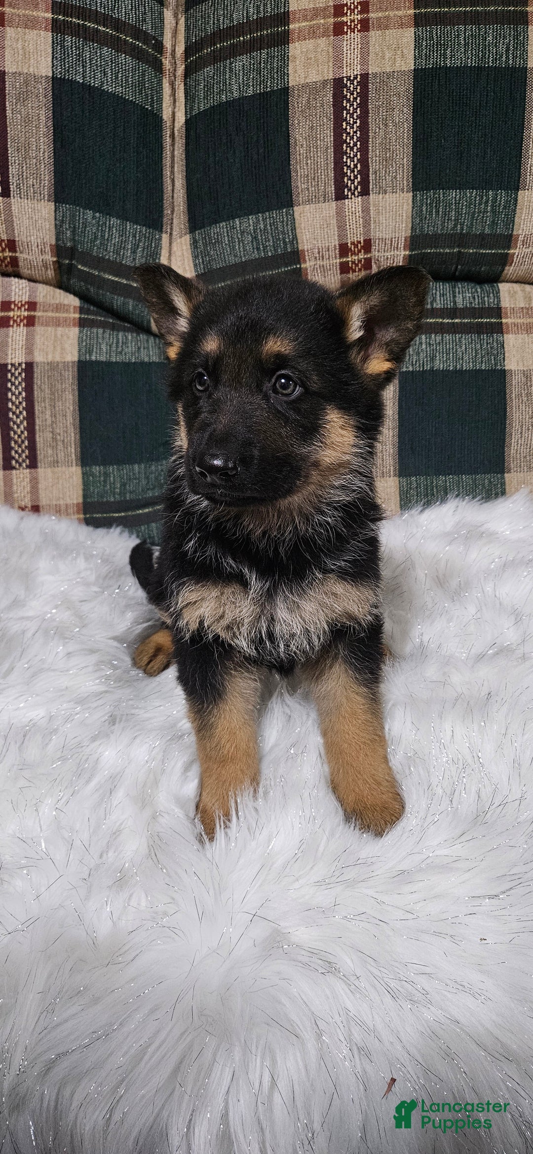 German Shepherd dogs for sale: Finn - Ad 2