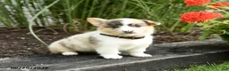 Welsh Corgi Pembroke dogs for sale: Popsicle - Ad 4