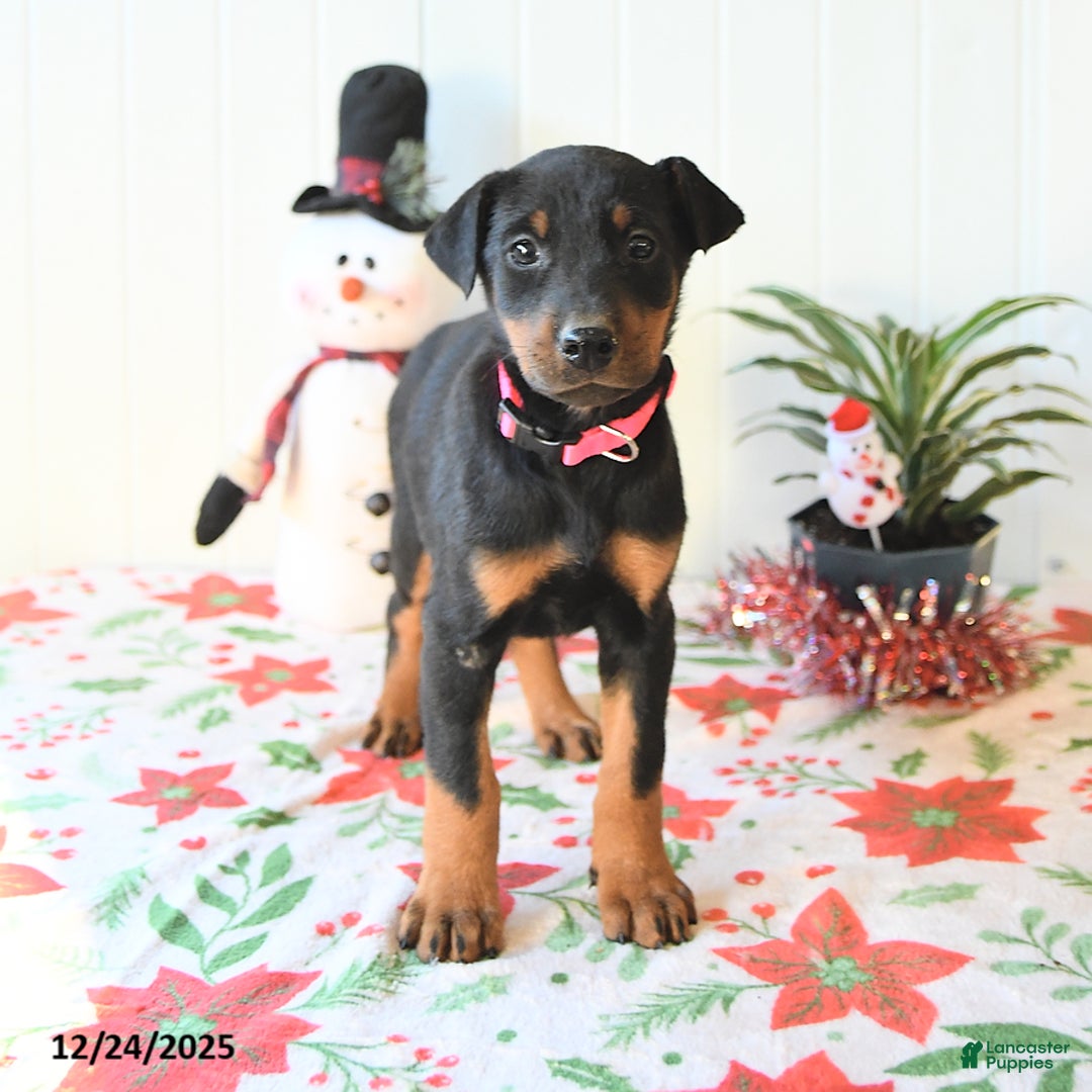 Doberman Pinscher dogs for sale: Becca - Ad 2