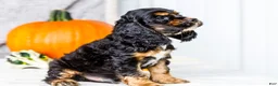 Cocker Spaniel dogs for sale: Polly - Ad 12
