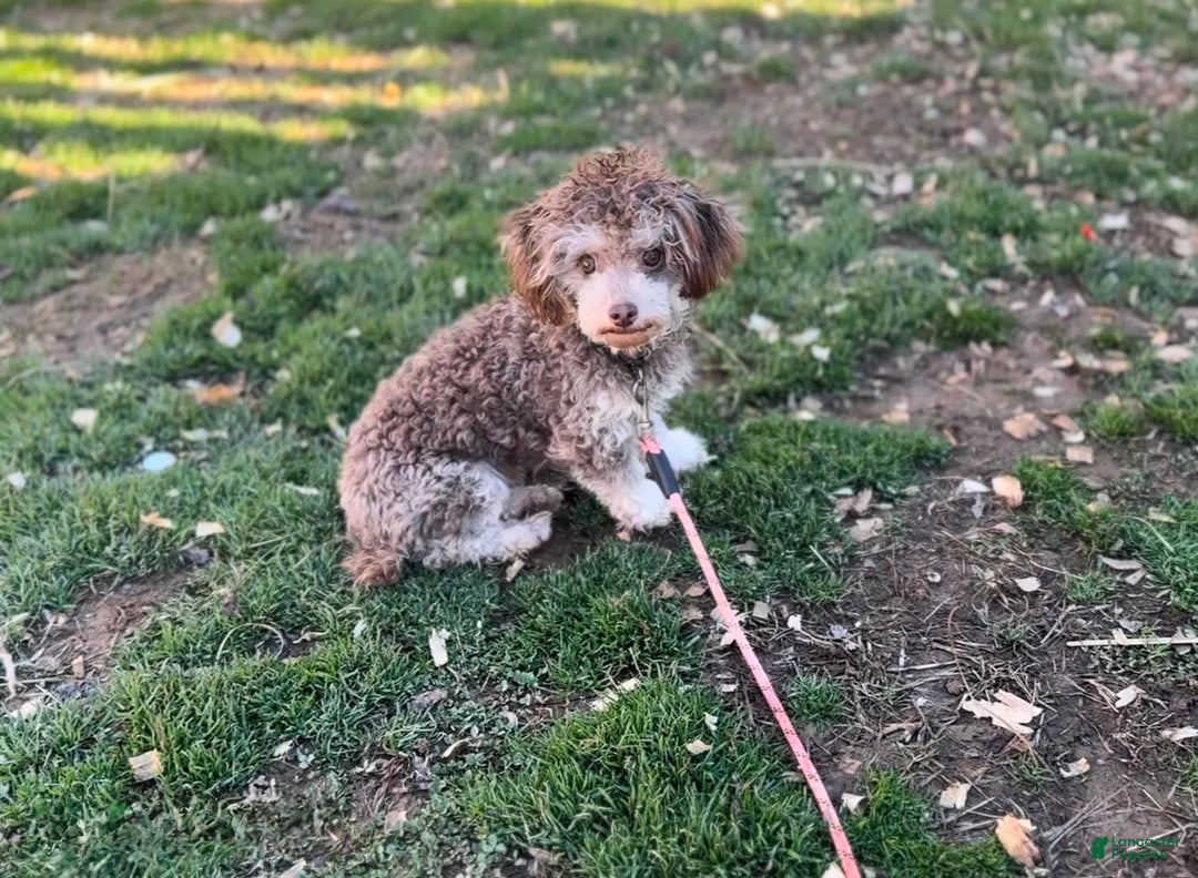 Toy Poodle dogs for sale: Oreo - Ad 4