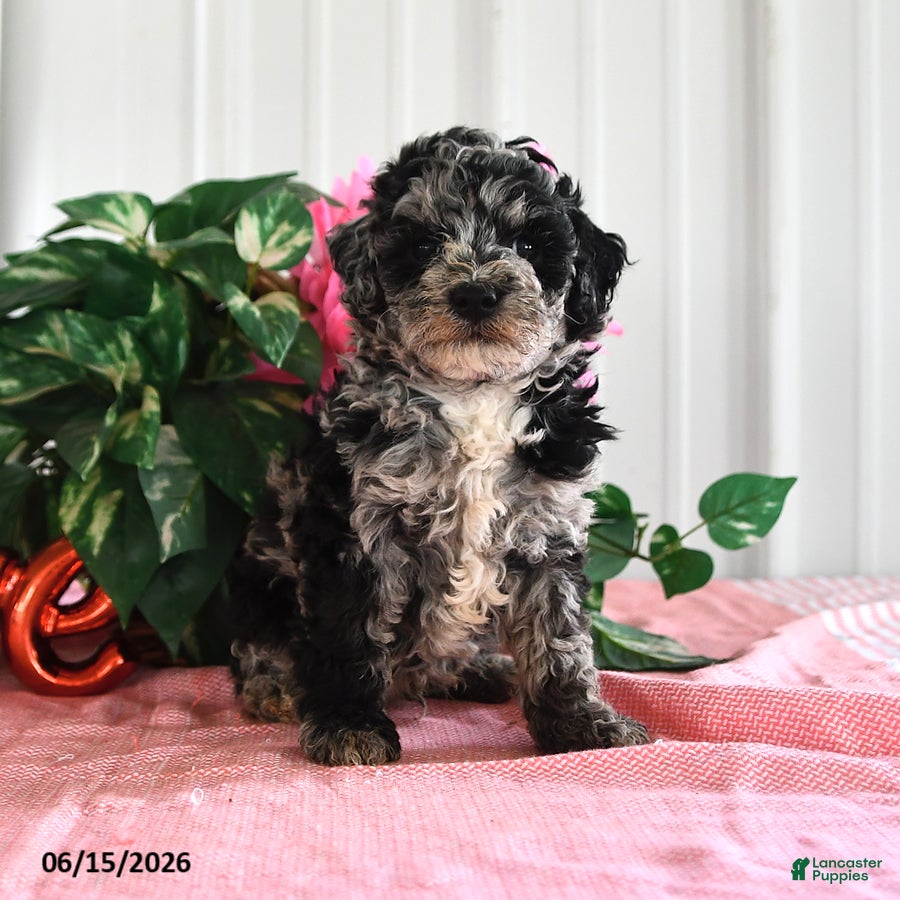Miniature Poodle dogs for sale: Buster - Ad 4