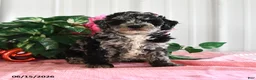 Miniature Poodle dogs for sale: Buster - Ad 1