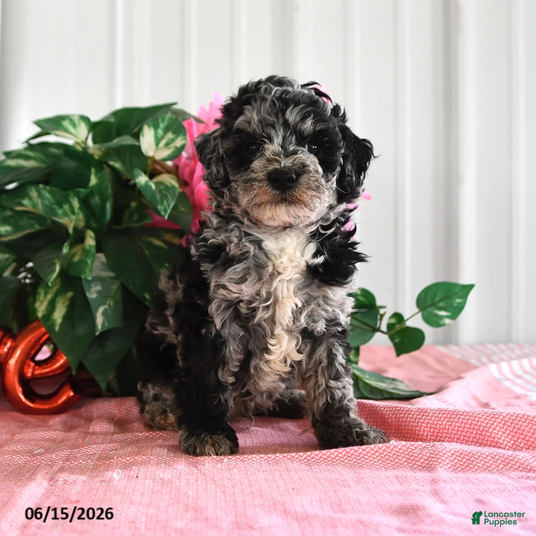 Miniature Poodle dogs for sale: Buster - Ad 1