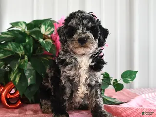 Miniature Poodle dogs for sale: Buster - Ad 4
