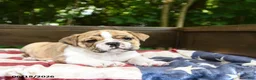 Olde English Bulldogge dogs for sale: Sally - Ad 3