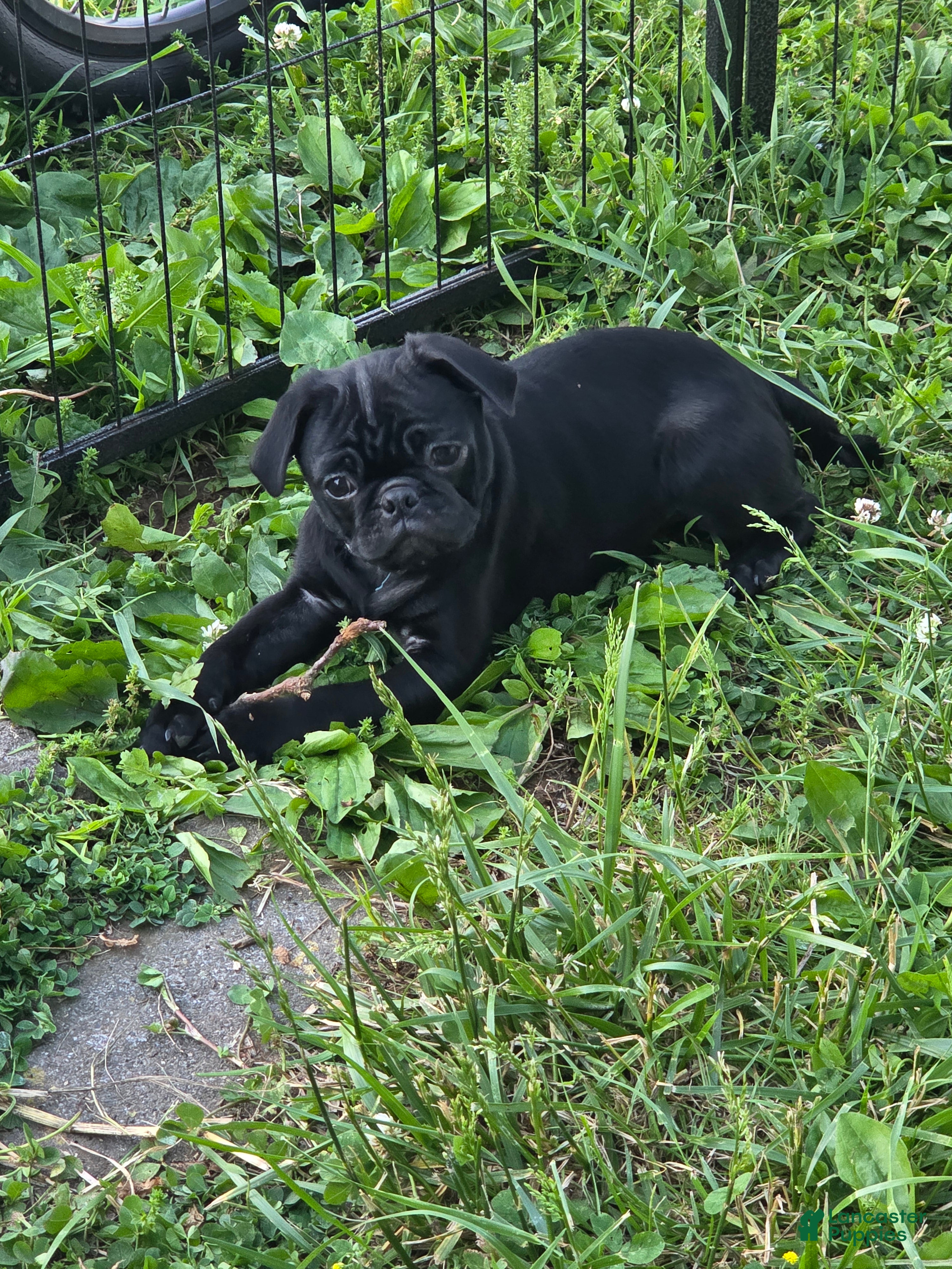 Pug dogs Onyx - Ad 1