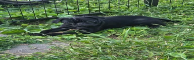 Onyx