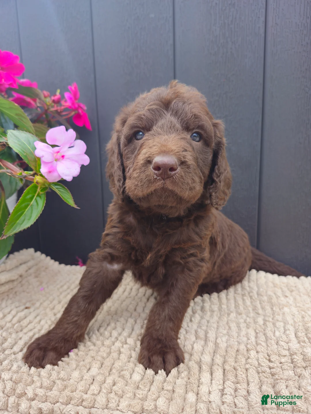 Labradoodle dogs for sale: Lilly - Ad 2