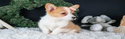 Welsh Corgi Pembroke dogs for sale: Iris - Ad 11