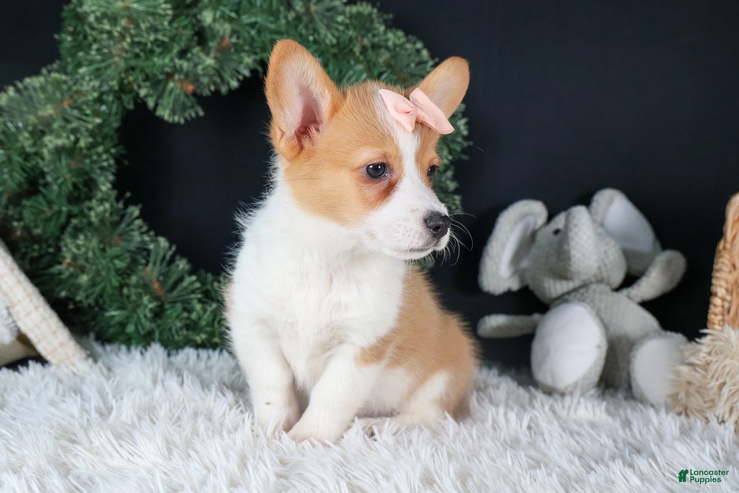 Welsh Corgi Pembroke dogs for sale: Iris - Ad 11