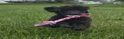 Miniature Poodle dogs for sale: Oak - Ad 4