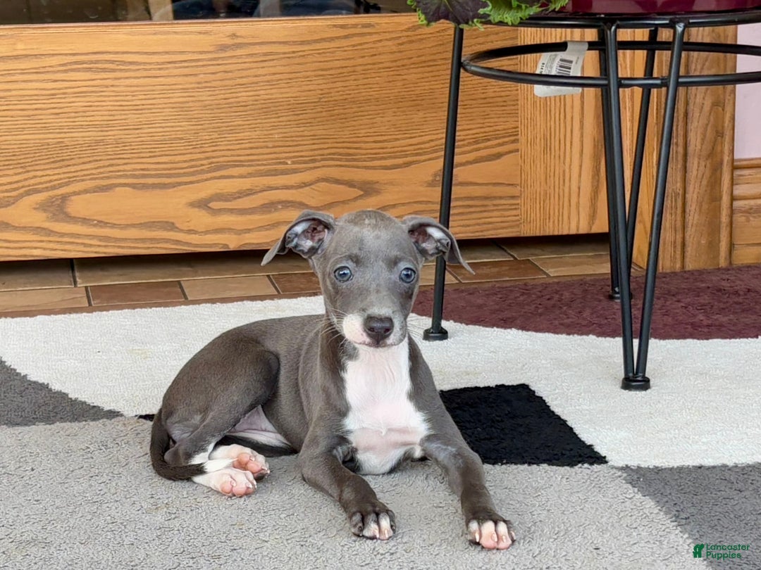 Italian Greyhound dogs for sale: Kk - Ad 13