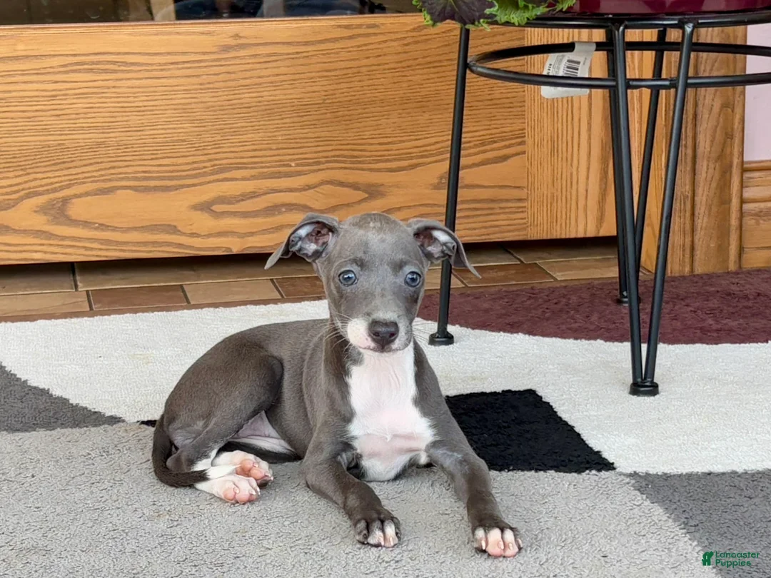 Italian Greyhound dogs for sale: Kk - Ad 3