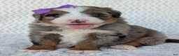Mini Bernedoodle dogs for sale: Mini Indy  - Ad 29