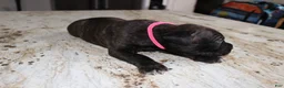Cane Corso dogs for sale: Pink - Ad 3