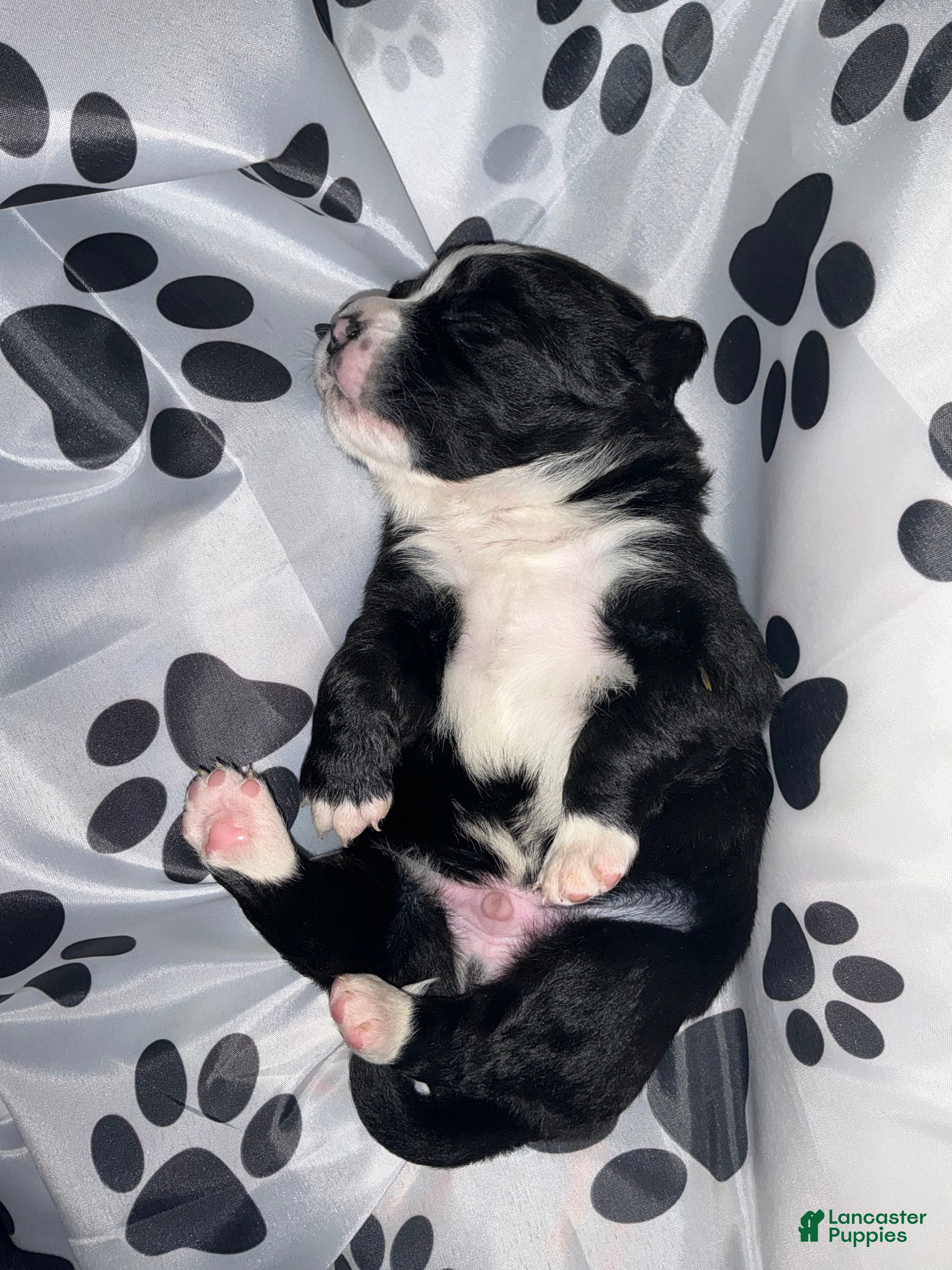 Bernedoodle dogs Santo Jr - Ad 36