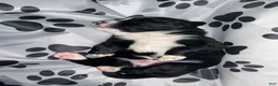 Bernedoodle dogs for sale: Santo Jr - Ad 3