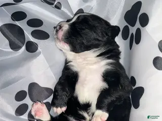 Bernedoodle dogs Santo Jr - Ad 38