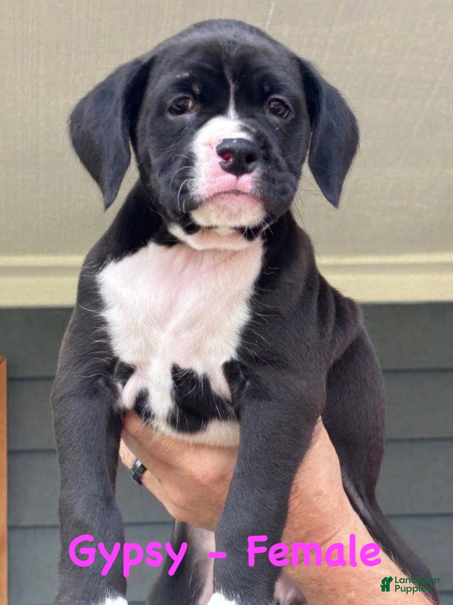 Boxer dogs Gypsy - Ad 34