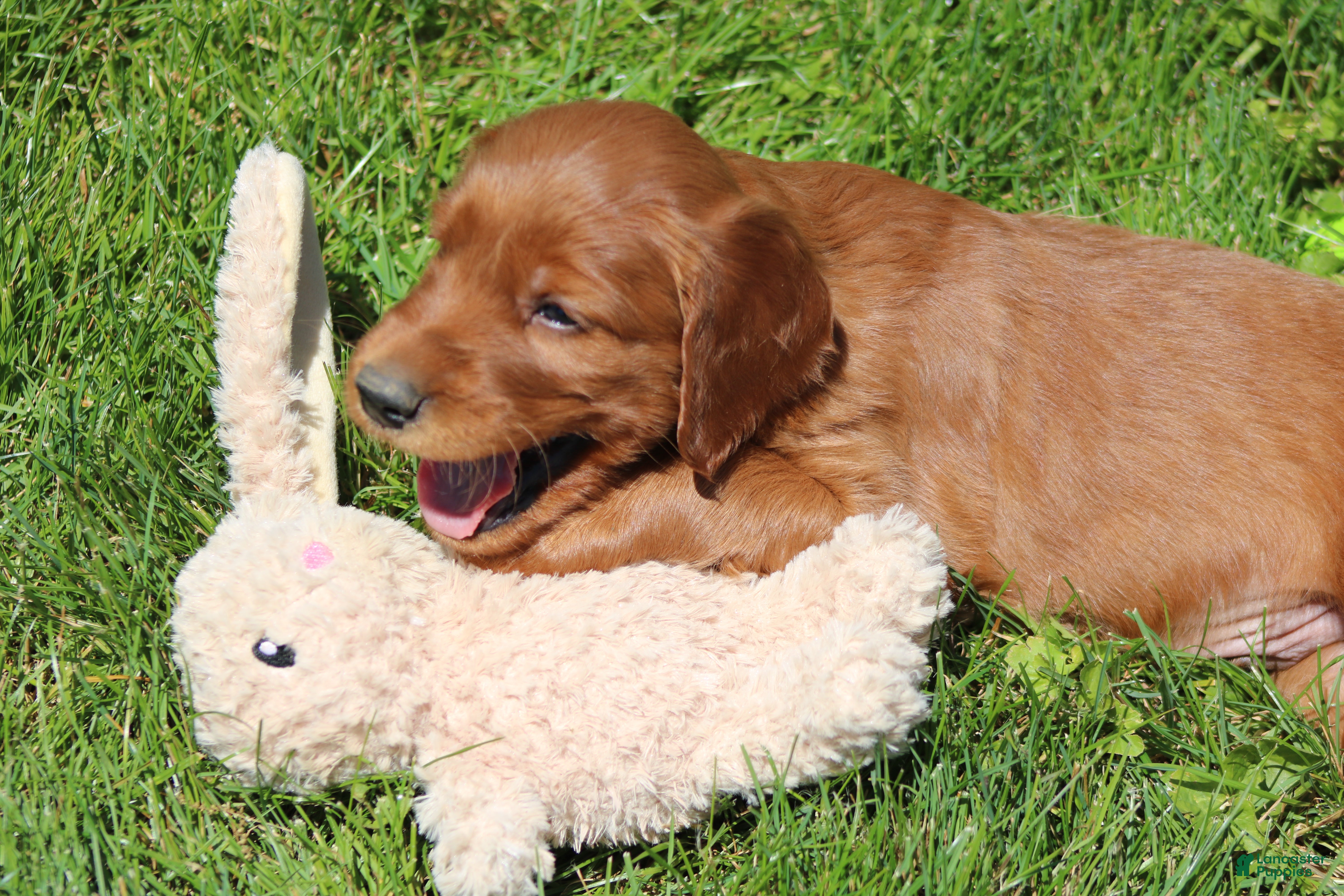 Irish Setter dogs for sale: Leo - Ad 1