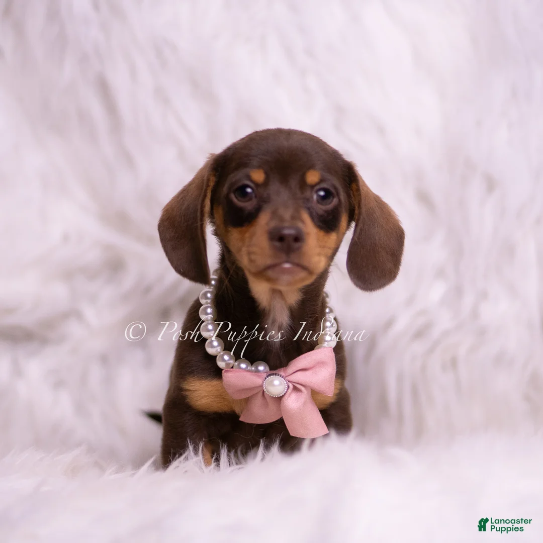 Miniature Dachshund dogs for sale: Lacie - Ad 4