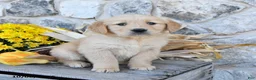 Golden Retriever dogs for sale: Daffodil - Ad 1