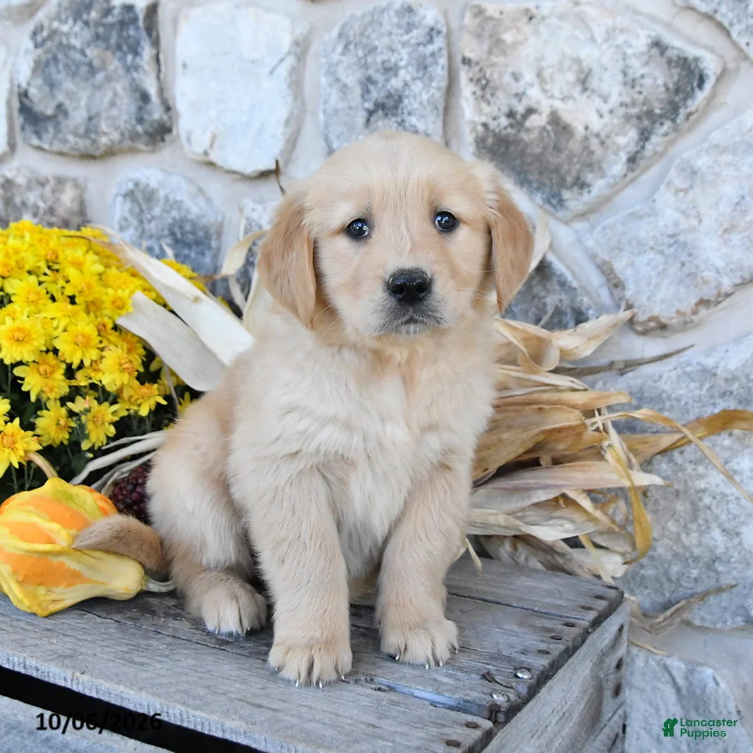 Golden Retriever dogs for sale: Daffodil - Ad 1