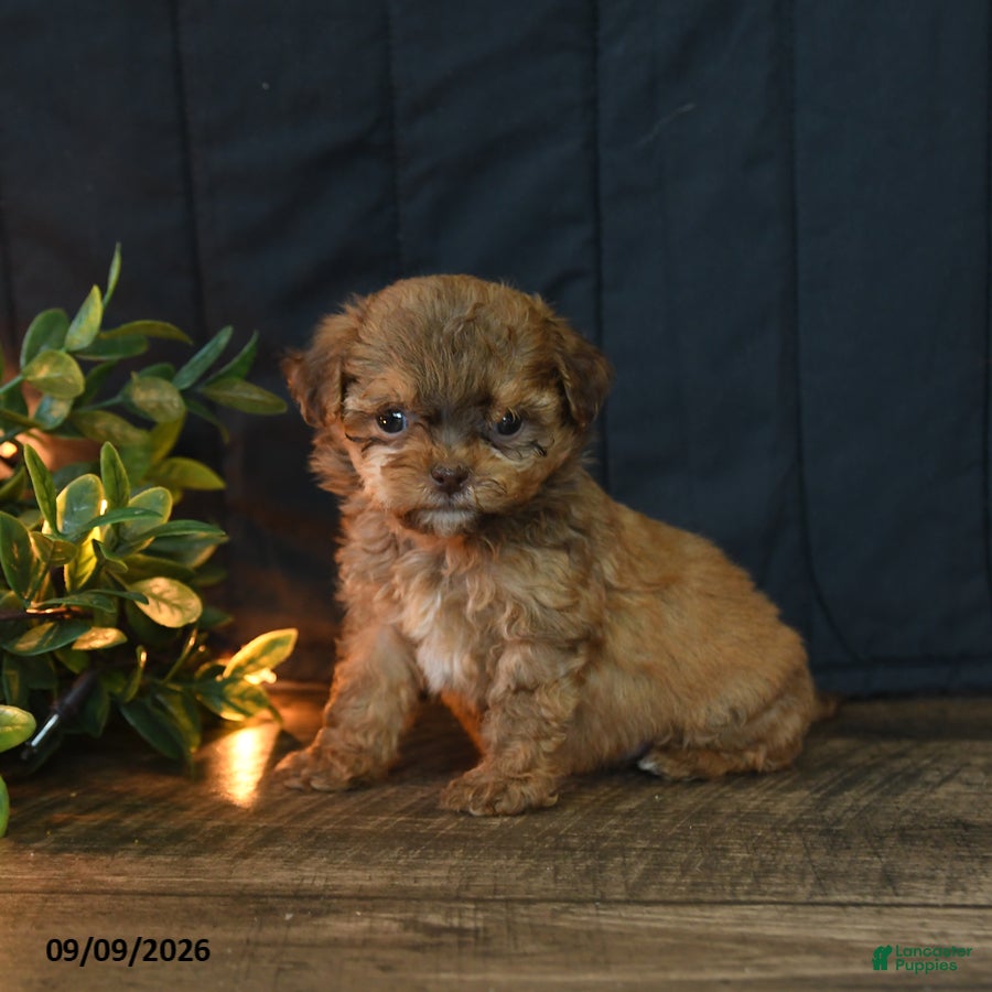 Mixed Breed dogs Bobby - Ad 2