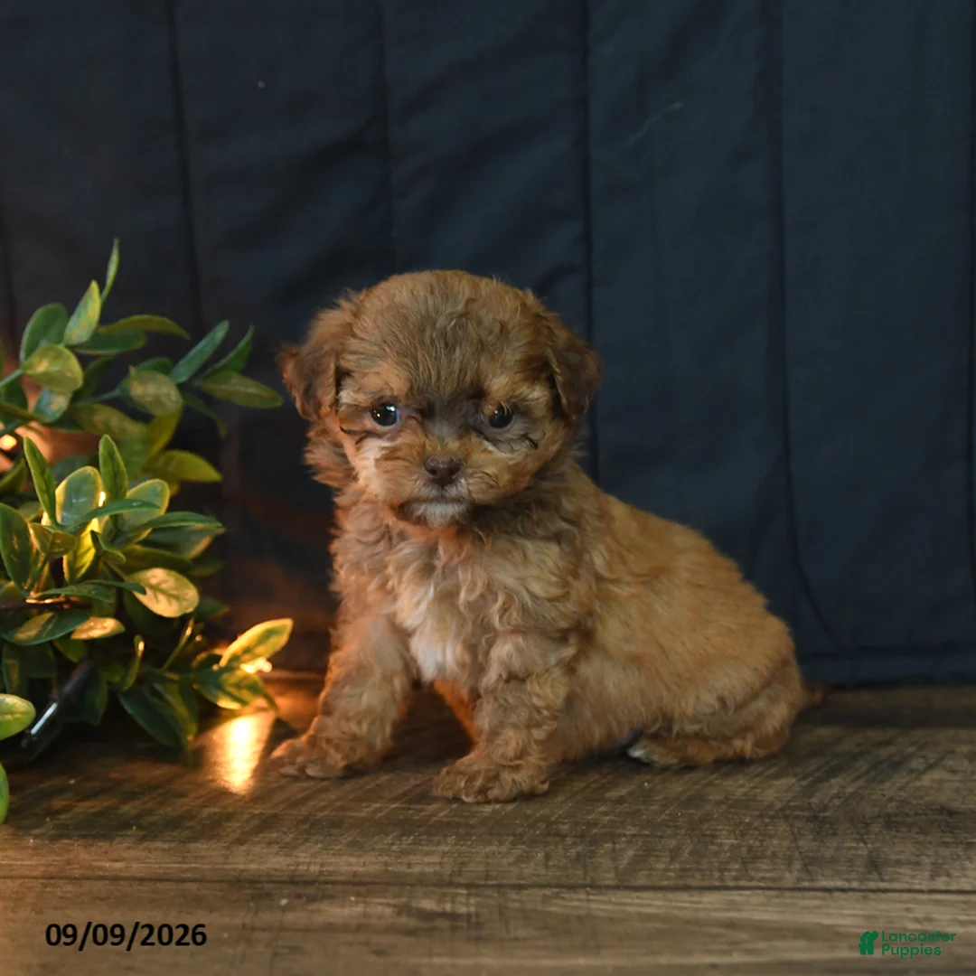 Mixed Breed dogs for sale: Bobby - Ad 2