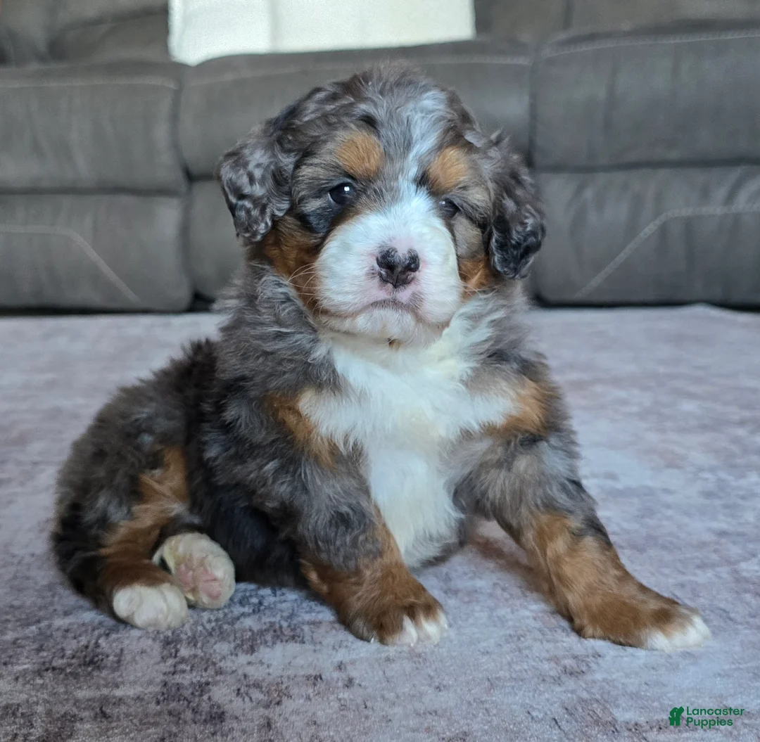 Mini Bernedoodle dogs for sale: Mini Indi - Ad 2