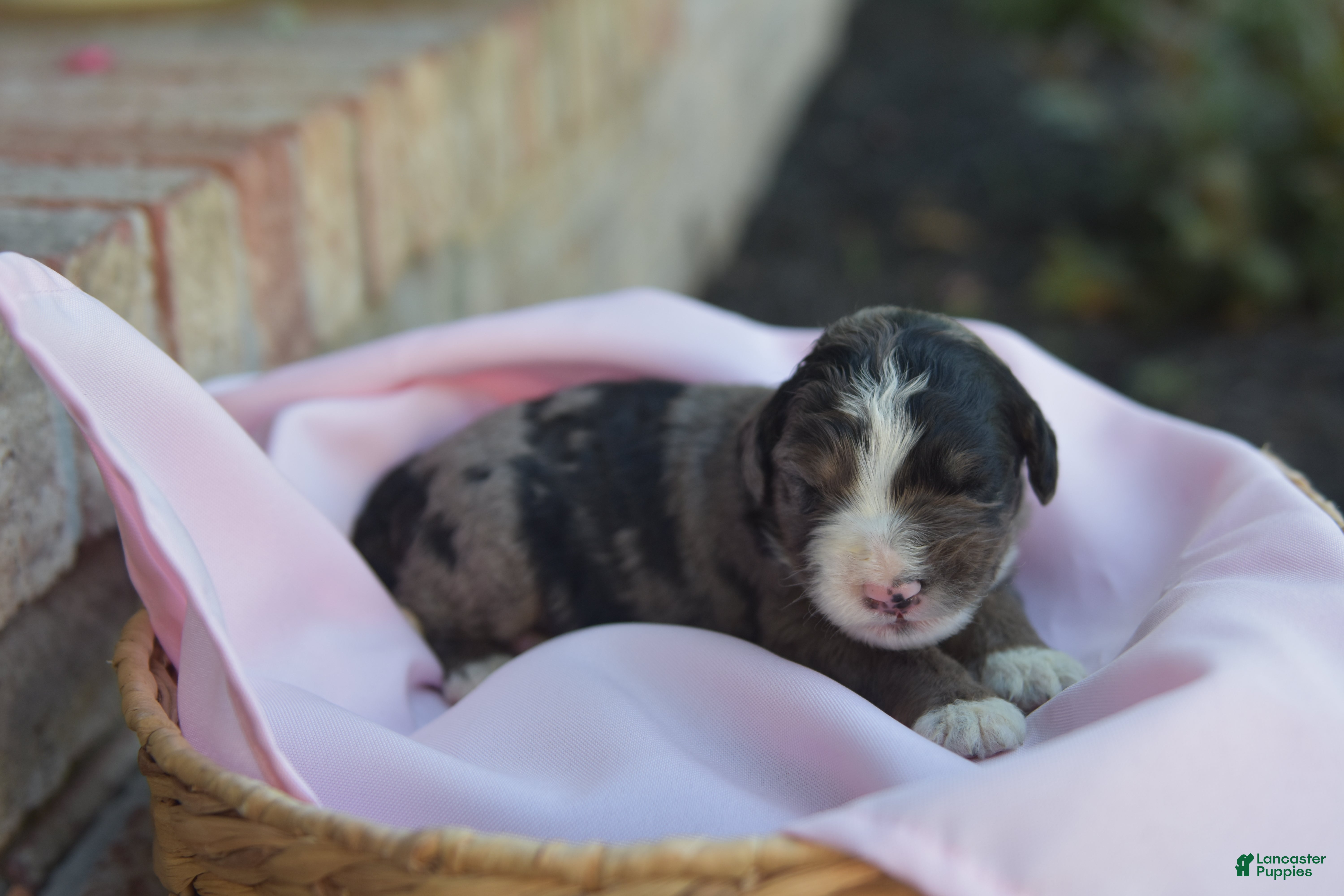 Bernedoodle dogs Wendy - Ad 2