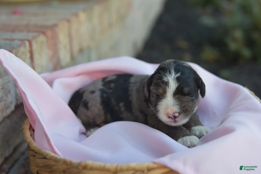 Bernedoodle dogs for sale: Wendy - Ad 2