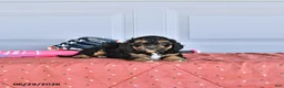 Mixed Breed dogs for sale: Vince - Ad 3