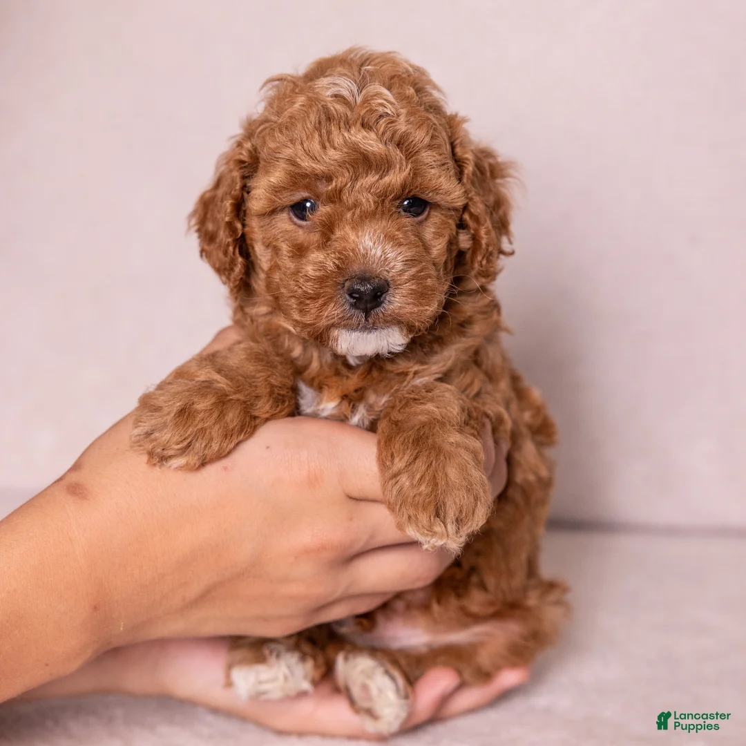 Miniature Poodle dogs for sale: Glee - Ad 2