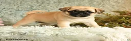 Pug dogs for sale: Boots - Ad 1