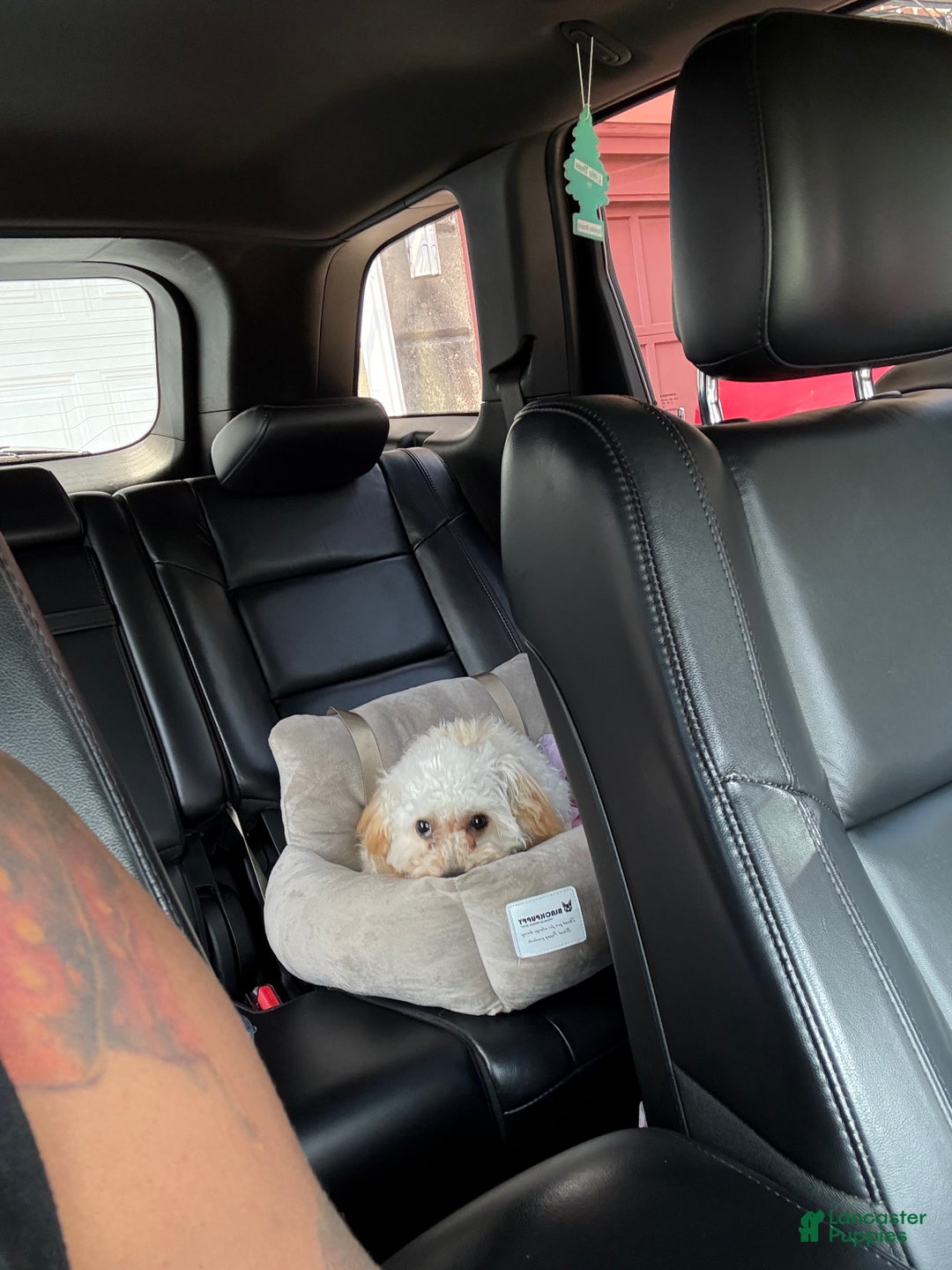 Havapoo dogs for sale: Havapoo Puppy 1 - Ad 6